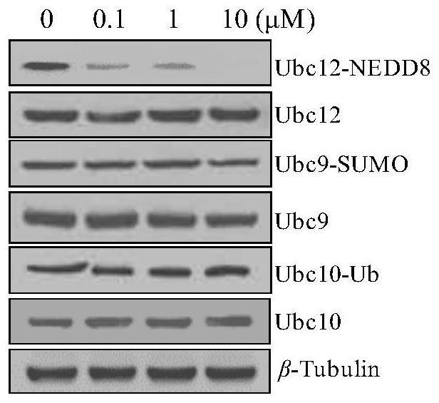 Indole nedd8 activating enzyme inhibitor, preparation method thereof and application in antitumor drugs