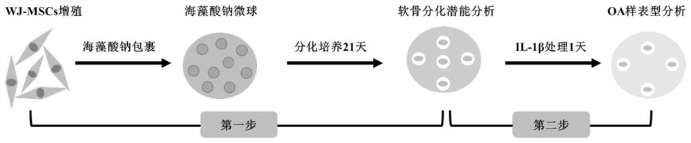 A two-step method to establish an osteoarthritis-like cell model after chondrogenic differentiation of mesenchymal stem cells