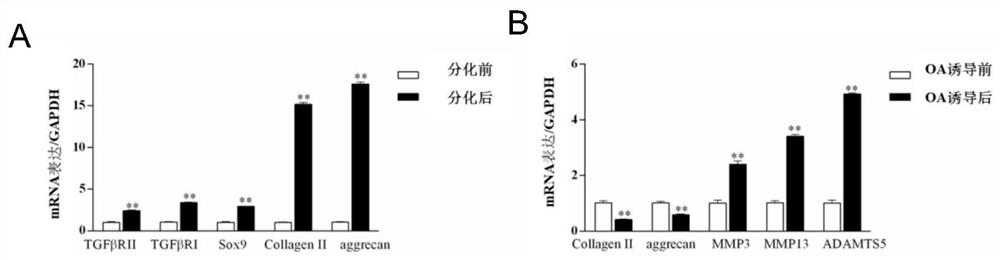 A two-step method to establish an osteoarthritis-like cell model after chondrogenic differentiation of mesenchymal stem cells