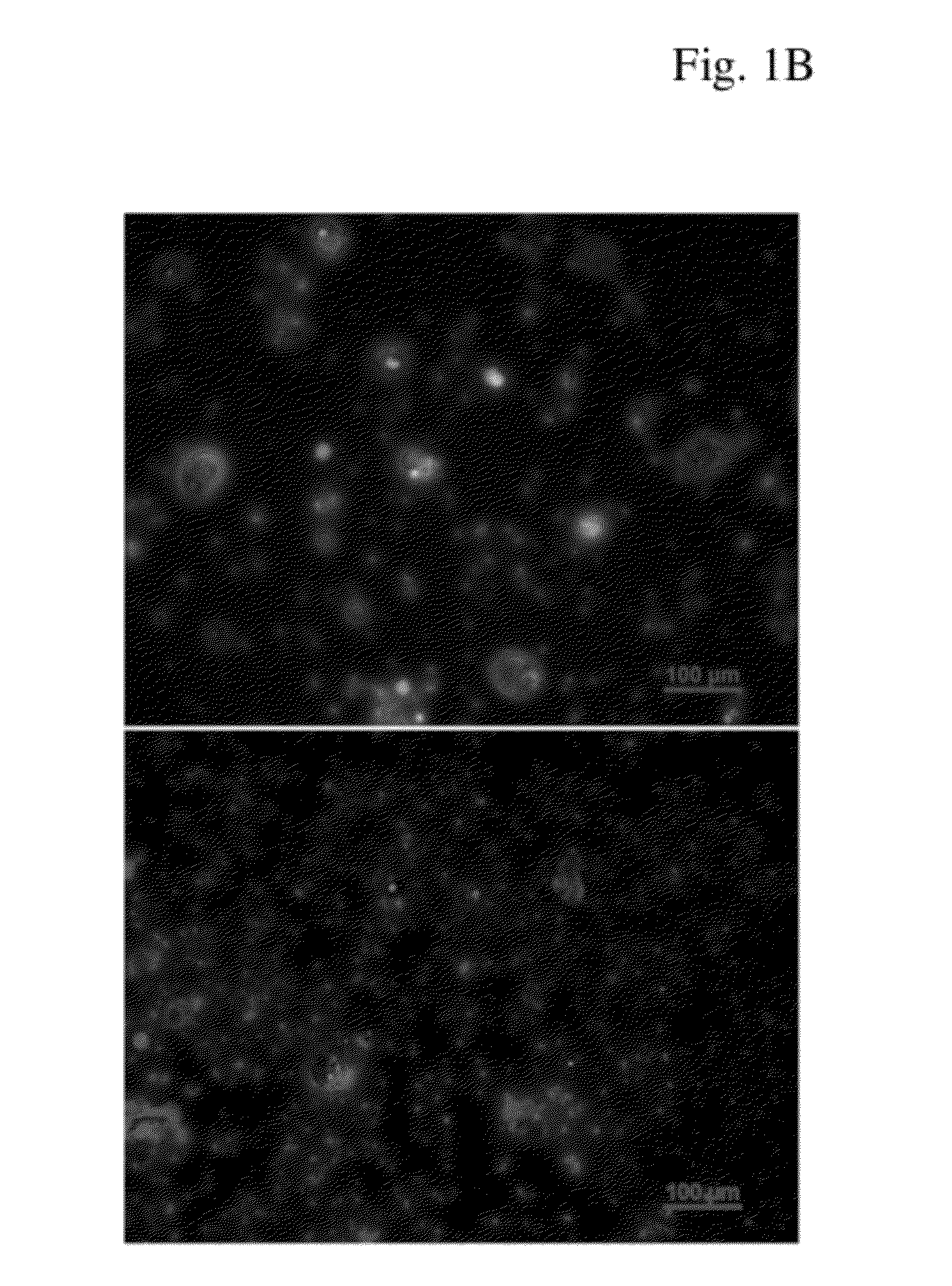 Composite magnetic nanoparticle drug delivery system