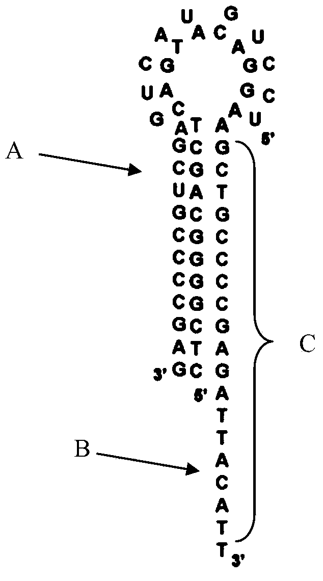 Rolling circle amplification based miRNA (micro ribonucleic acid) assay probe, assay method and kit