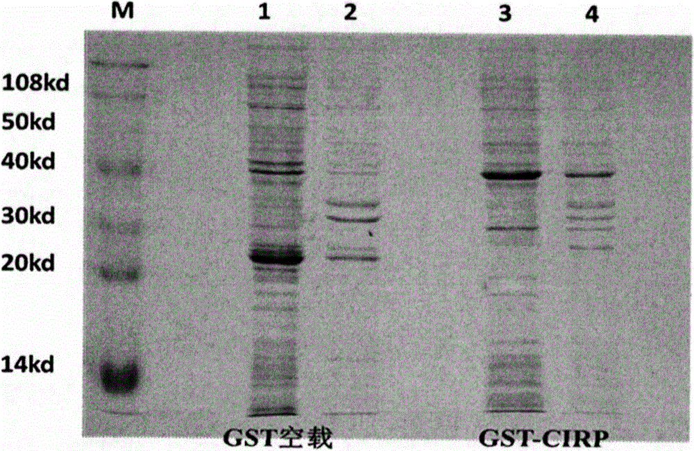 A kind of preparation method of cold shock protein