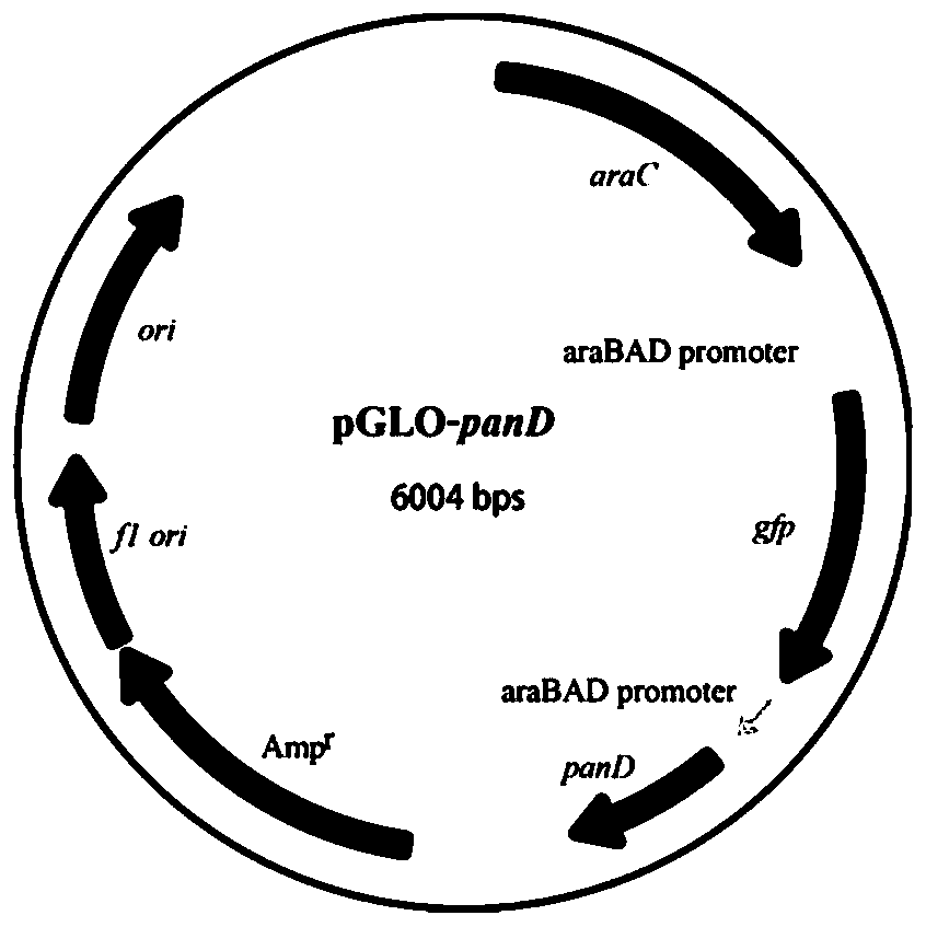 Method for screening beta-alanine synthetase by double fluorescence