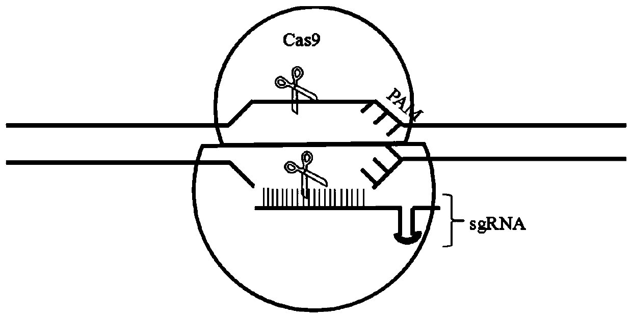 Method for screening beta-alanine synthetase by double fluorescence