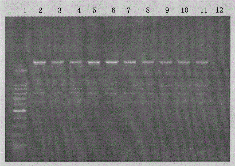 Molecule detection method for puccinia striiformis f.sp.tritici No.17 physiological race