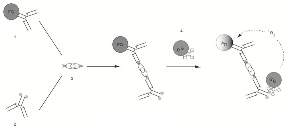 Homogeneous immunoassay kit for detecting β-human chorionic gonadotropin and its preparation method and application