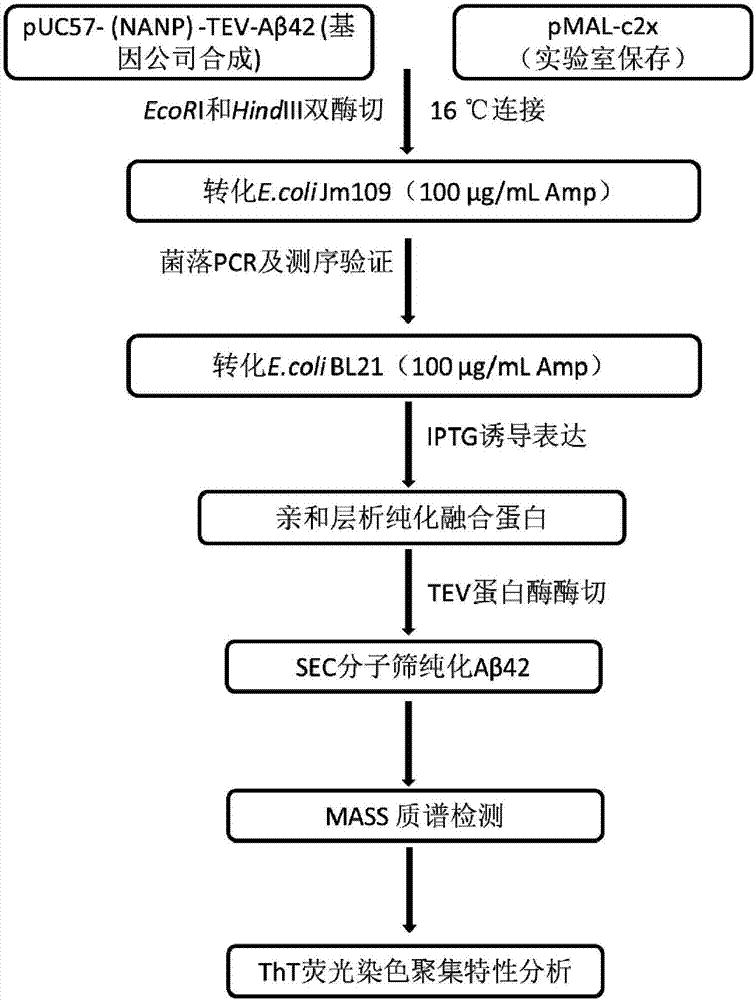 Efficient soluble expression and purification method of Abeta42 in escherichia coli