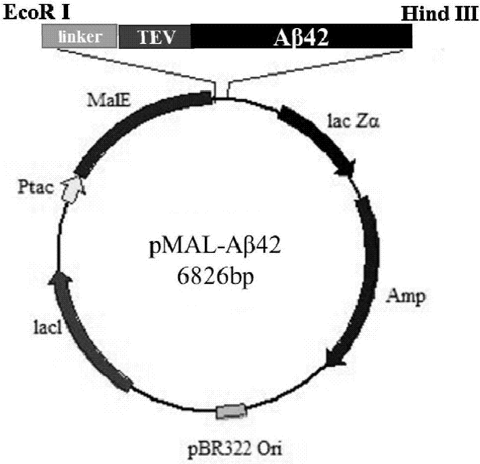 Efficient soluble expression and purification method of Abeta42 in escherichia coli