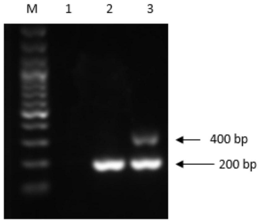 A kind of chicken infectious bronchitis virus qx type strain identification kit