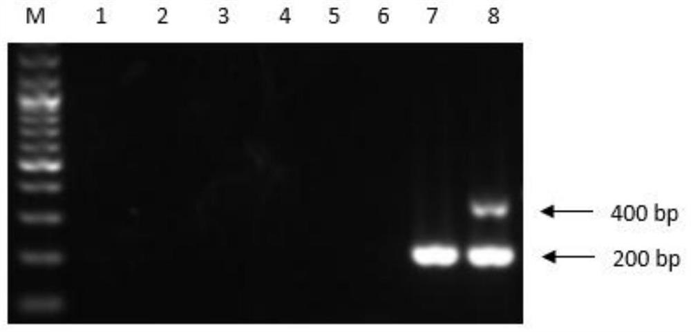 A kind of chicken infectious bronchitis virus qx type strain identification kit