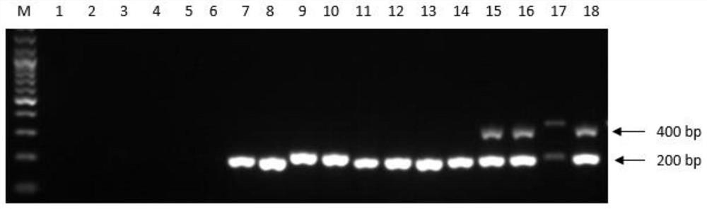 A kind of chicken infectious bronchitis virus qx type strain identification kit