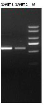 A method for extracting bacterial metagenomic DNA from oral and pharyngeal swabs