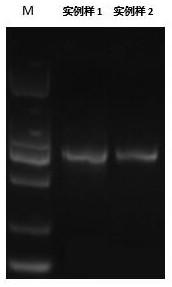 A method for extracting bacterial metagenomic DNA from oral and pharyngeal swabs