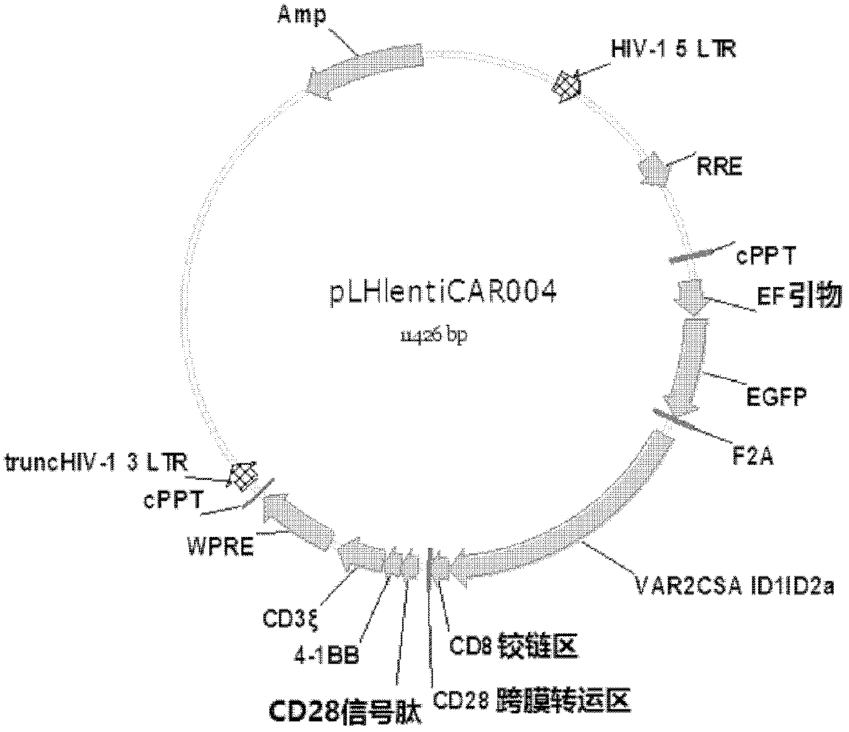 A kind of anti-placental-like chondroitin sulfate chimeric antigen receptor and its application