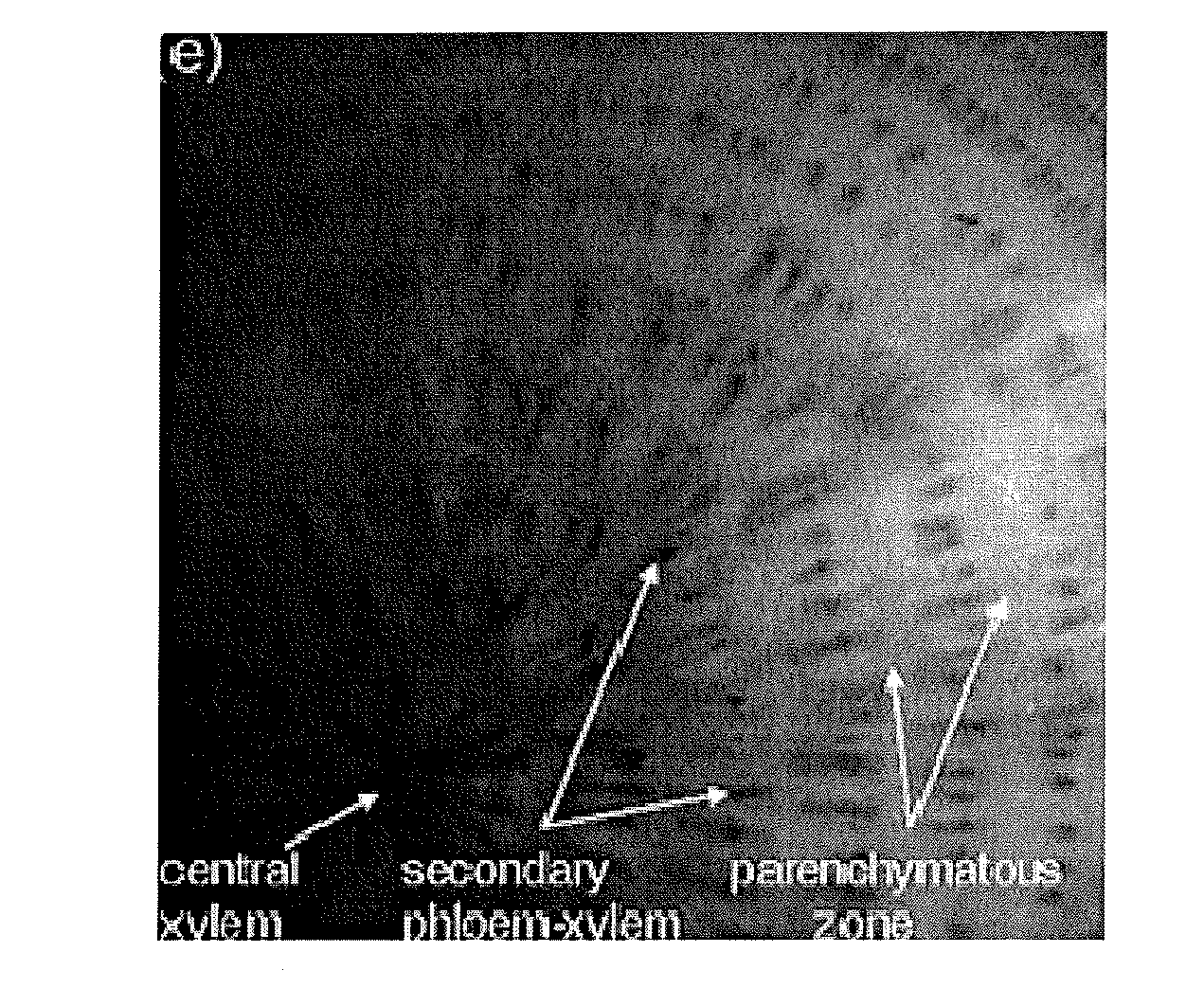 Methods and compositions for altering sugar beet or root crop storage tissue