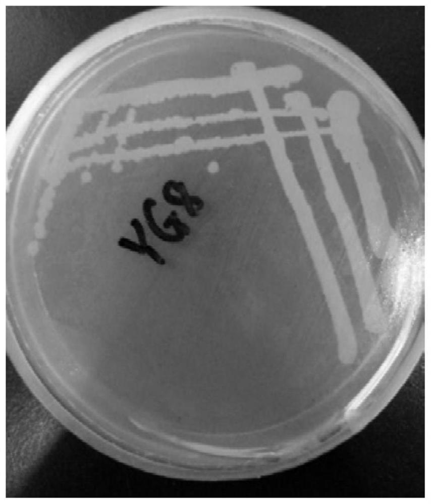 A Pseudomonas strain yg8, seed solution and preparation method and application thereof