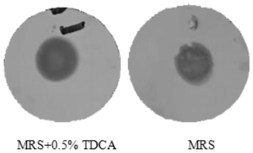 Bifidobacterium longum MF-269 and application thereof