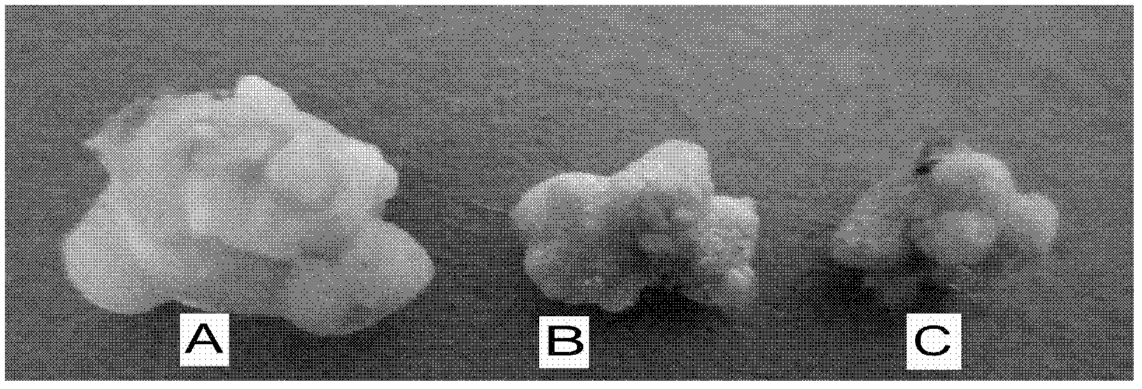 Genetic Transformation Method of Dreb Gene Transformation Anthurium