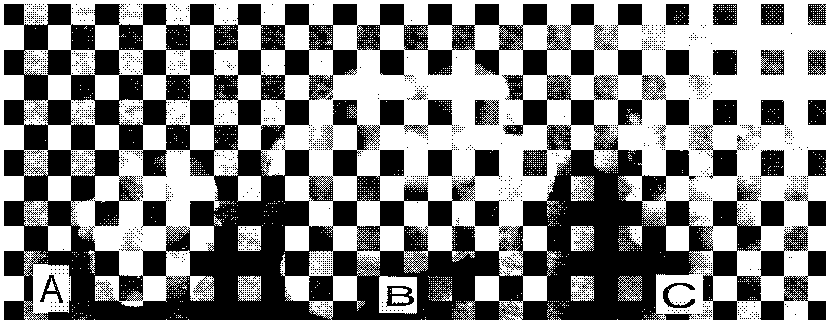 Genetic Transformation Method of Dreb Gene Transformation Anthurium