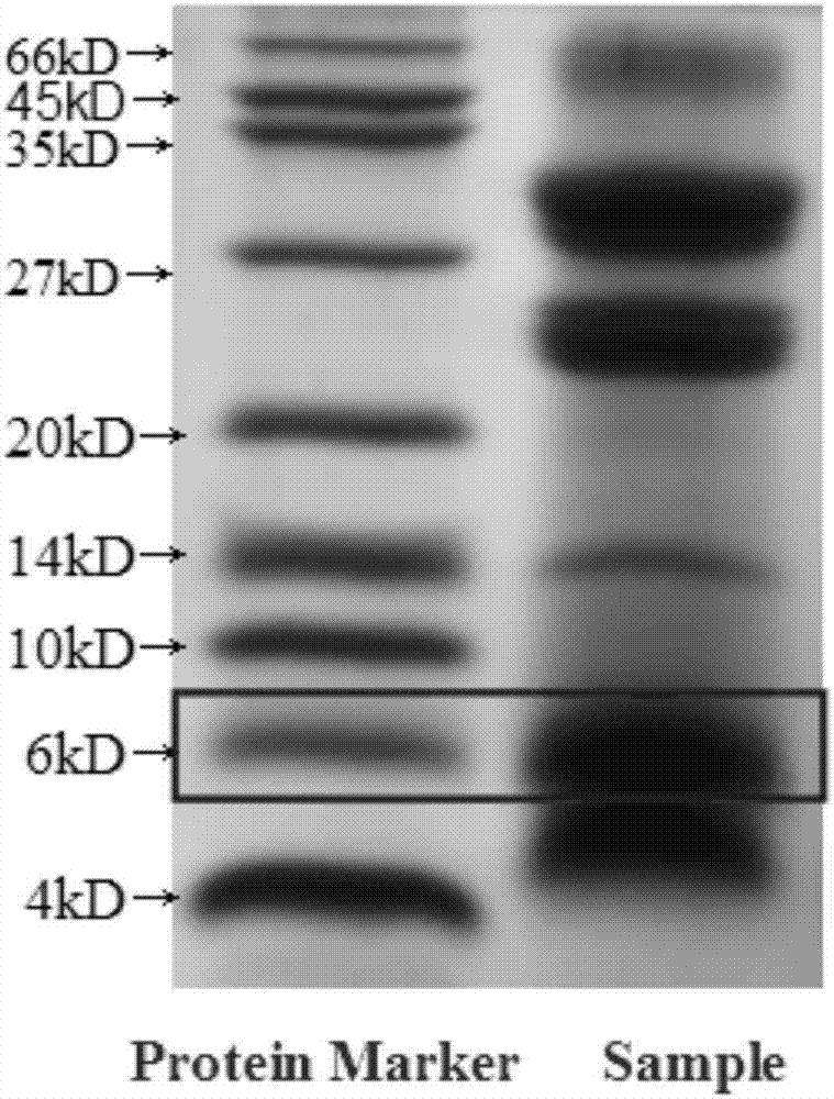 Blood sugar decreasing polypeptide-k compound capsule and preparation method thereof