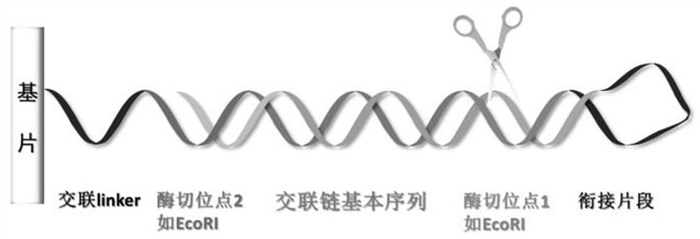 DNA hybridization information storage encryption method based on addition and removal of coding chain hairpin structure