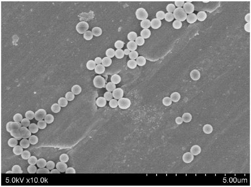 Preparation method of rose-bengal B/polystyrene/silicon dioxide fluorescent microspheres