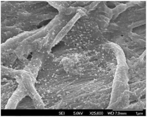 Phosphorous removal and bacterium control type PP cotton filter element and preparation method thereof