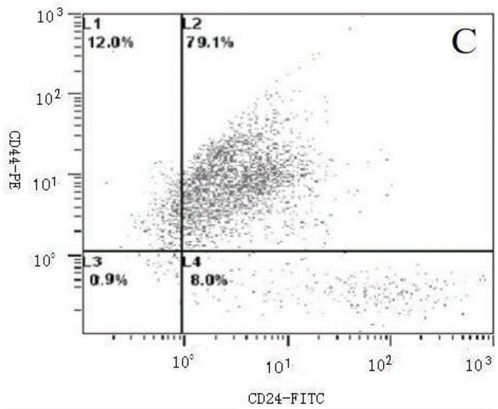 Application of chlorogenic acid and/or chlorogenic acid derivative in tumor stem cell treatment drug