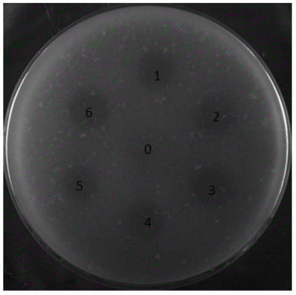 Recombinant expression and application of lactobacillus casei phospholipase A2 gene