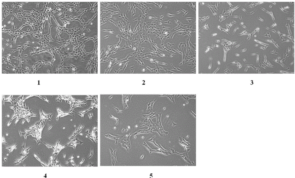 Method for preparing platelet lysate and application of platelet lysate