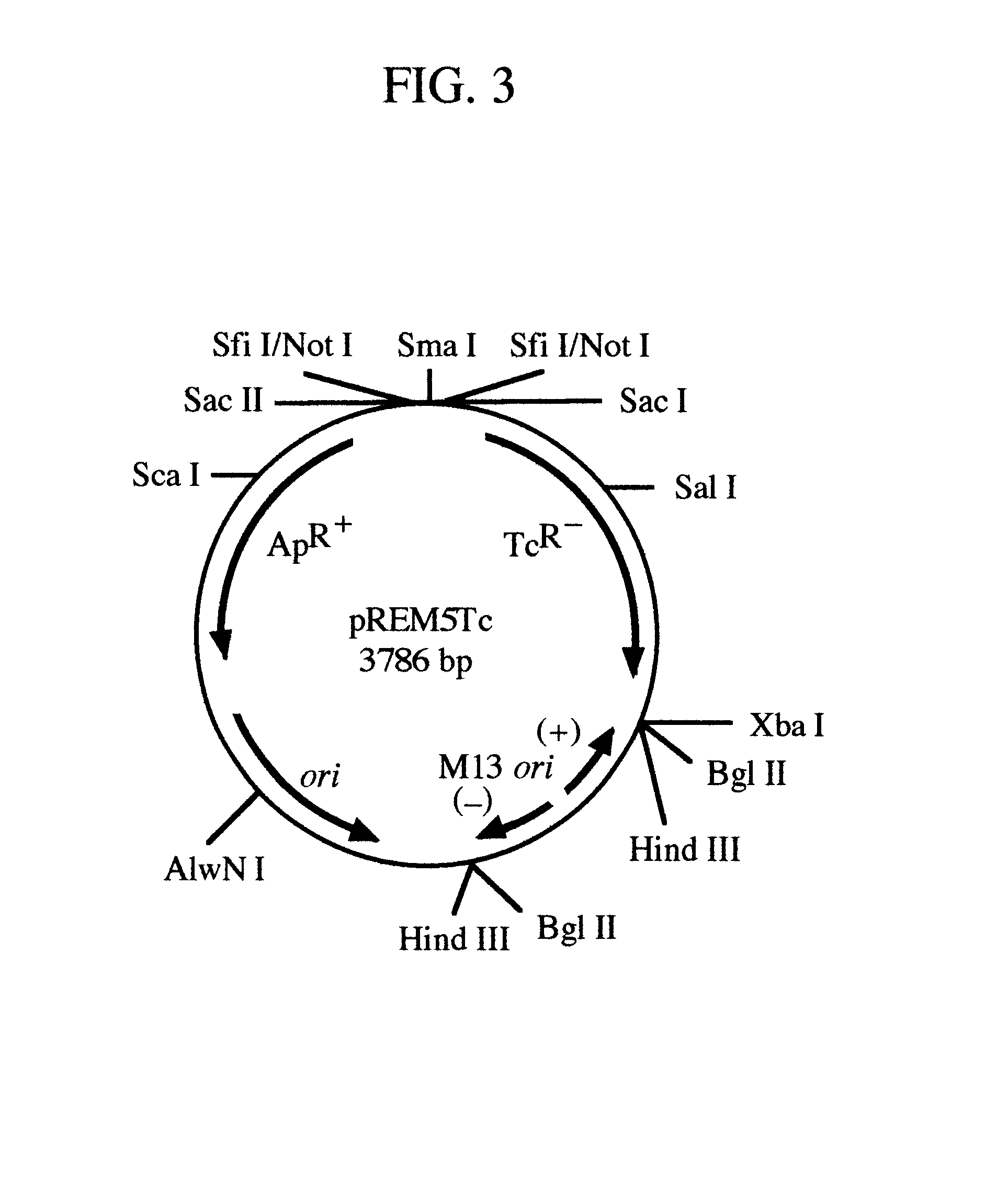 pREM: a positive selection vector system for direct PCR cloning