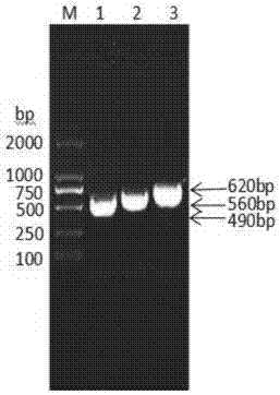 Fused protein composed of sheep interleukin 2, sheep interferon gamma and sheep interferon tau and preparation method of fused protein