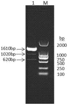 Fused protein composed of sheep interleukin 2, sheep interferon gamma and sheep interferon tau and preparation method of fused protein