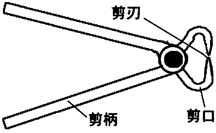 Method for pulling bough in tree shaping and pruning