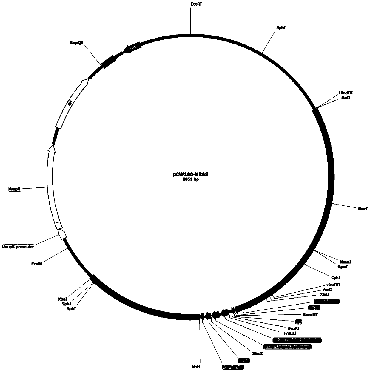 KRAS high-expression cancer vaccine based on recombinant attenuated Listeria monocytogenes and preparation method and application method thereof