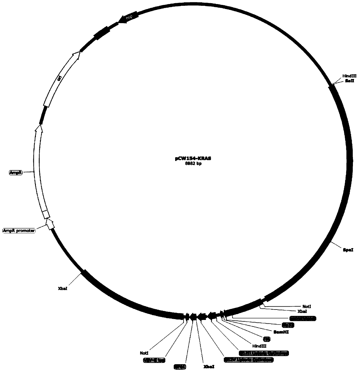 KRAS high-expression cancer vaccine based on recombinant attenuated Listeria monocytogenes and preparation method and application method thereof