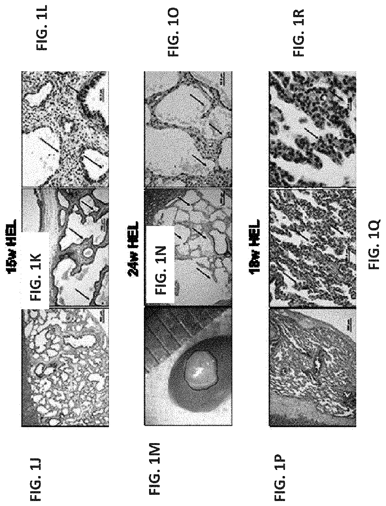 Conditioning protocols and use of same for tissue regeneration