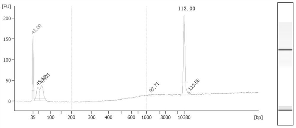 A kit for RNA immunoprecipitation using protein antibodies