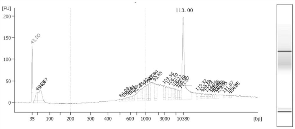 A kit for RNA immunoprecipitation using protein antibodies