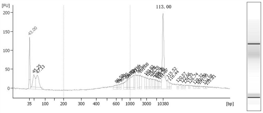 A kit for RNA immunoprecipitation using protein antibodies