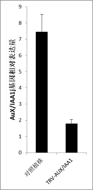 Tobacco aux/iaa and its application