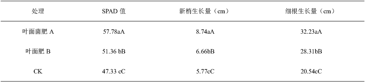 Wild papaya foliar bacterial fertilizer as well as preparation method and application thereof