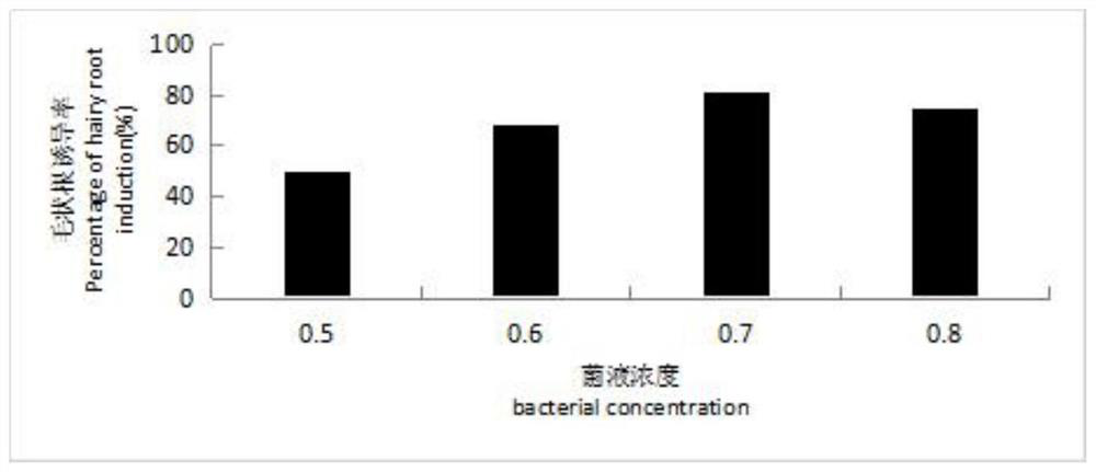 A kind of method utilizing Agrobacterium rhizogenes to induce the hairy root of Dactylis chinensis