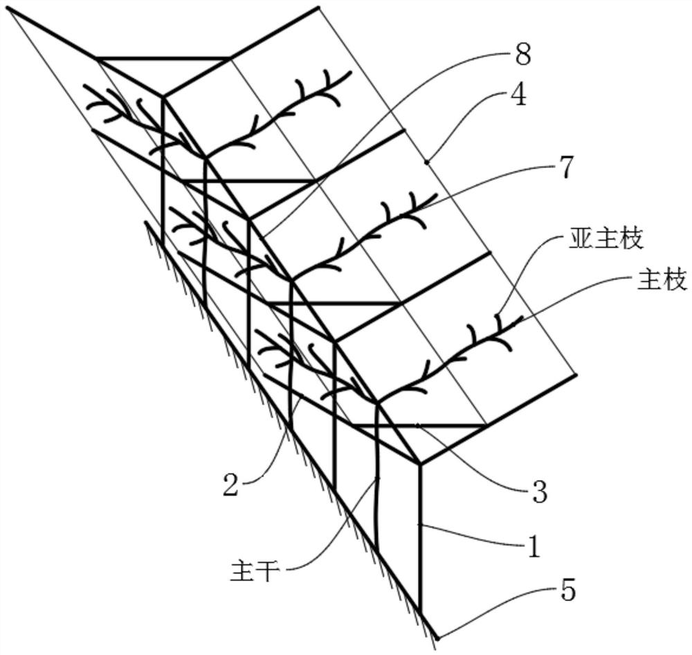 Frame type Annona atemoya Hort close planting device and cultivation method