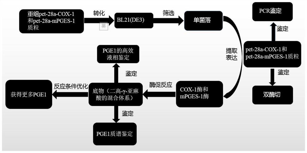 Method for preparing prostaglandin e1 by using genetic engineering cyclooxygenase-1 and genetic engineering prostaglandin e synthetase-1