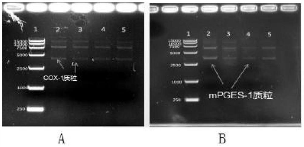 Method for preparing prostaglandin e1 by using genetic engineering cyclooxygenase-1 and genetic engineering prostaglandin e synthetase-1