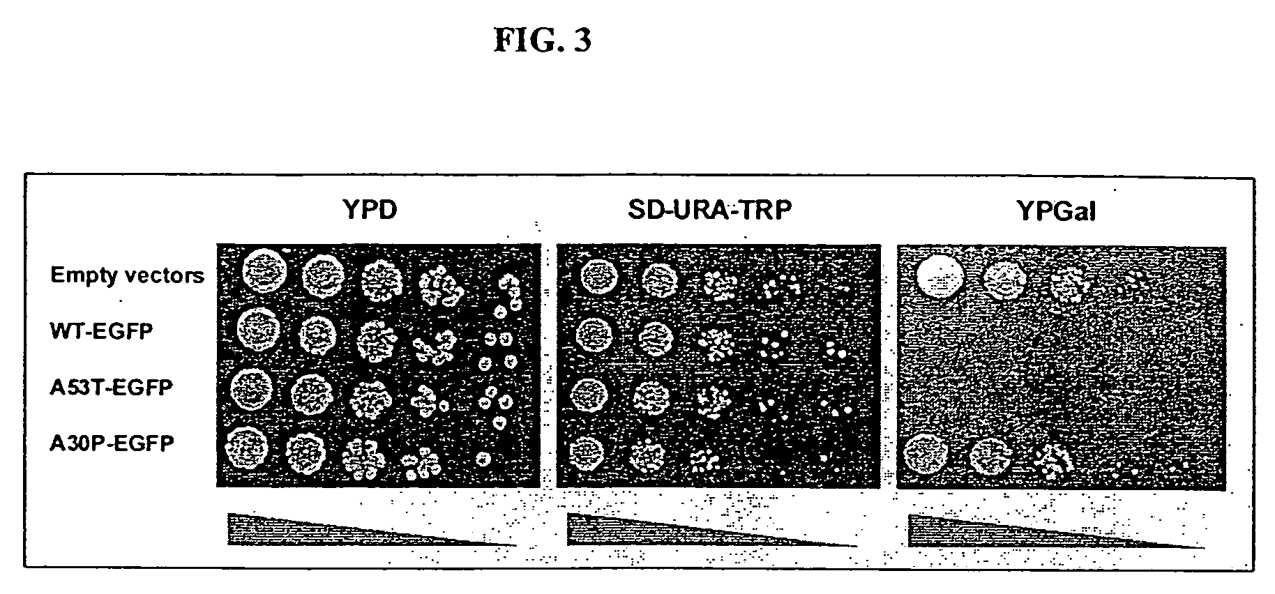 Yeast screens for treatment of human disease