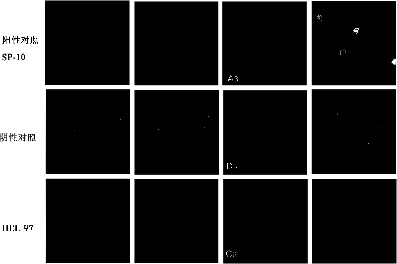 Human epididymis expression sperm binding protein HEL-97, encoding gene and application thereof