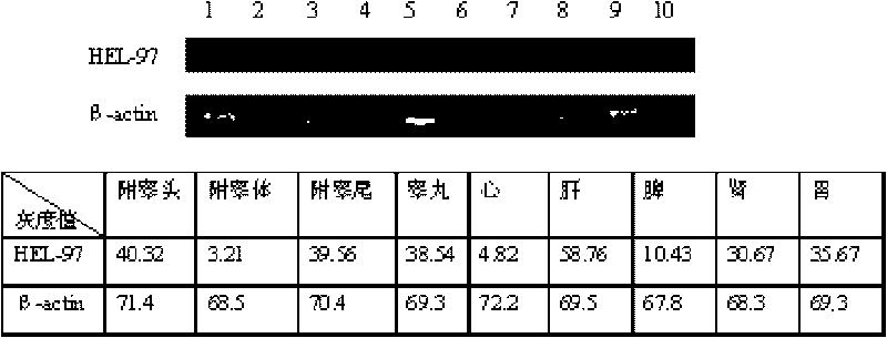 Human epididymis expression sperm binding protein HEL-97, encoding gene and application thereof