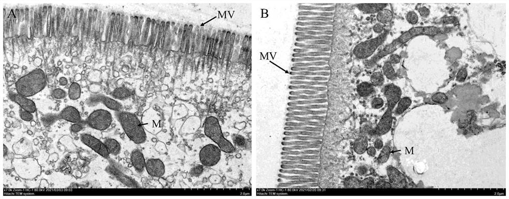 Preparation method of healthy feed additive for protecting hepatopancreas of procambarus clarkii